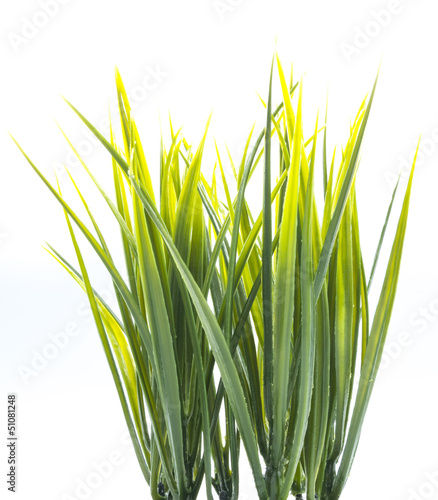 Εκτύπωση καμβά clump of grass