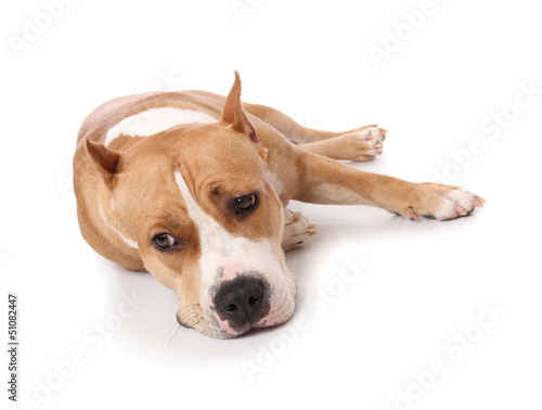 American Staffordshire terrier on white background © AlikeYou