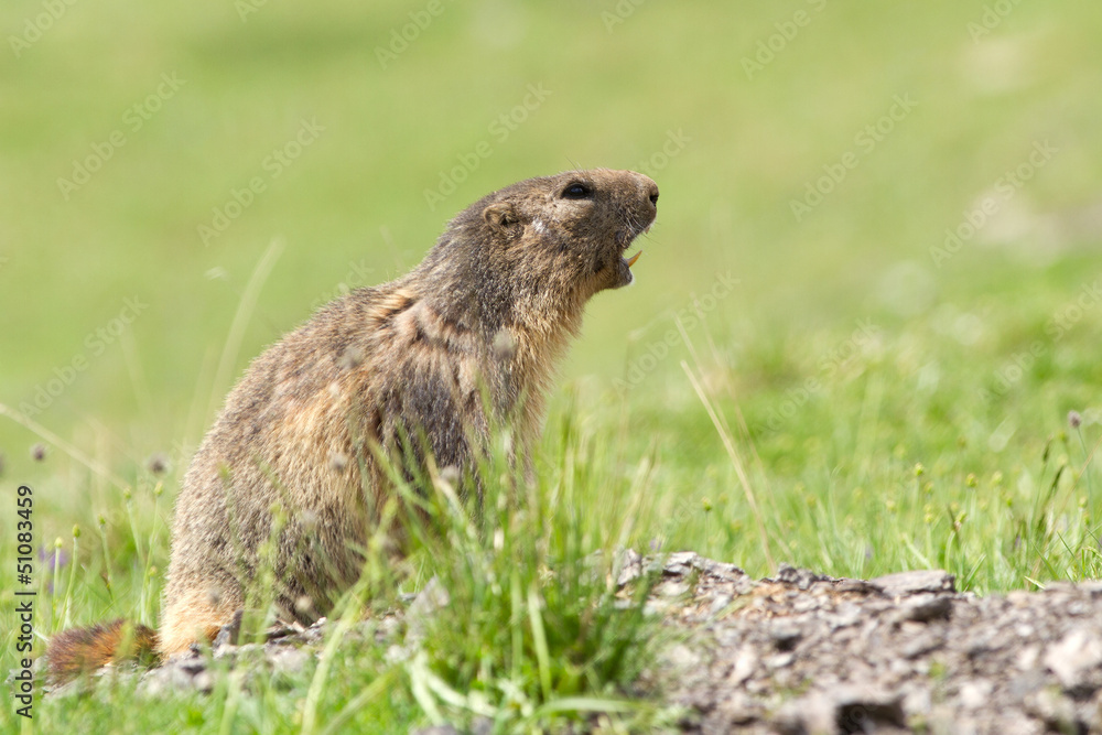 Cute marmot in the alps