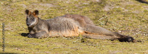 Swamp wallaby photo