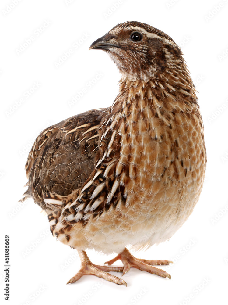 Fototapeta premium Brown quail