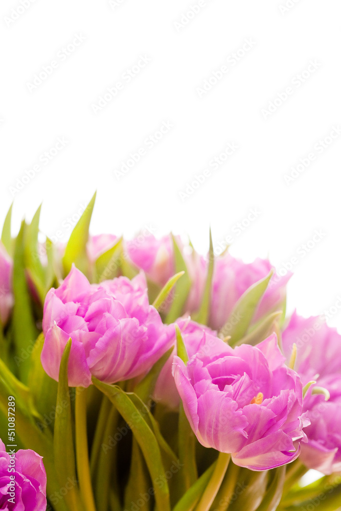 Fototapeta premium Beautiful purple tulips 