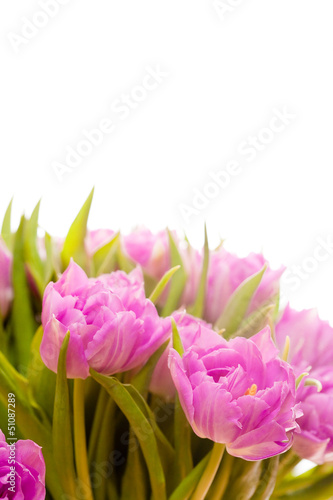 Fototapeta Naklejka Na Ścianę i Meble -  Beautiful purple tulips 