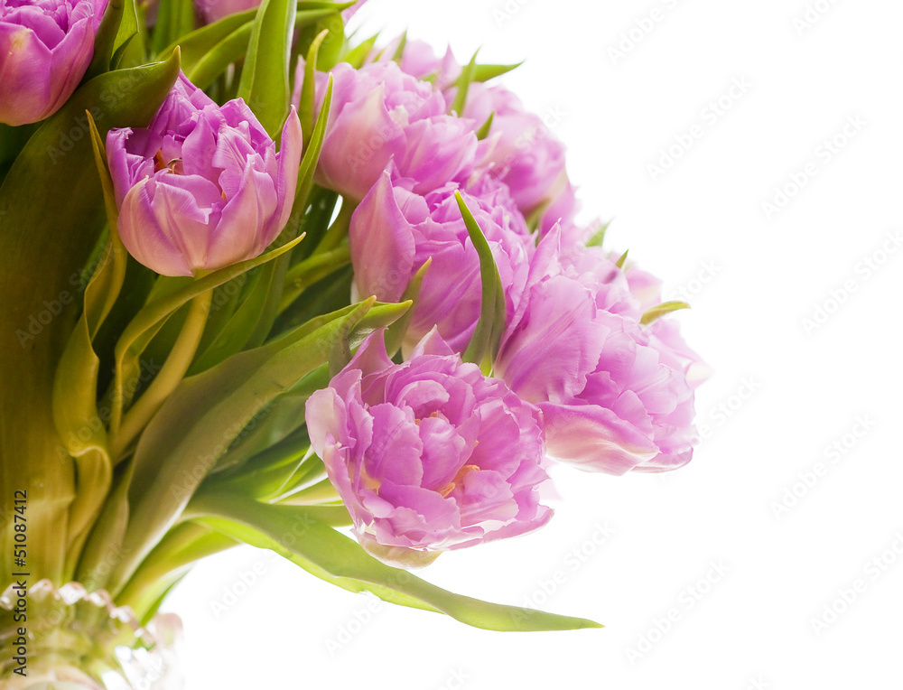 Fototapeta premium Beautiful purple tulips 