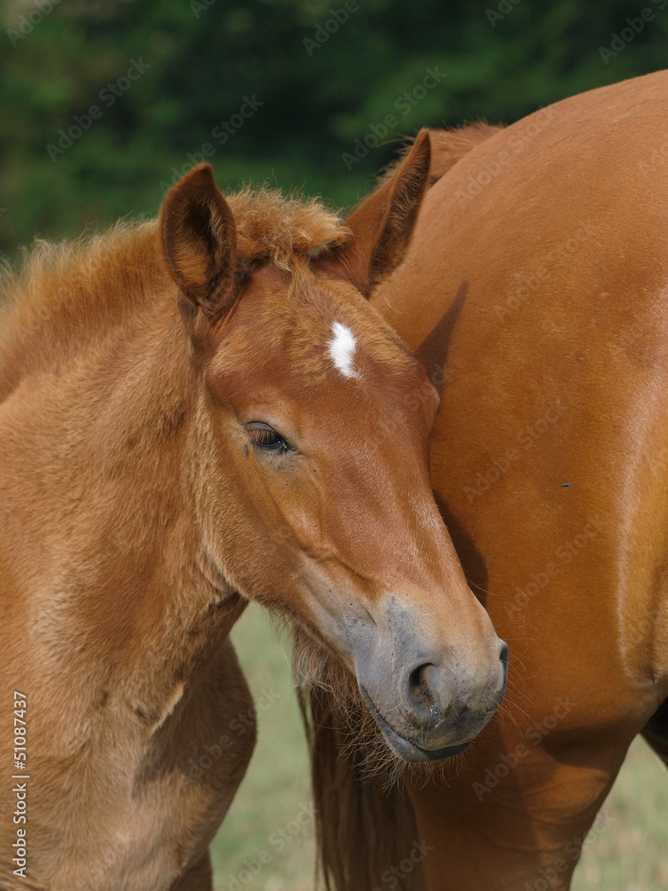 Beautiful Foal