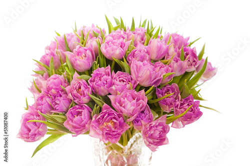 Wallpaper Mural Beautiful purple tulips  Torontodigital.ca