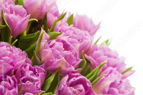 Beautiful purple tulips  © Nastya Tepikina
