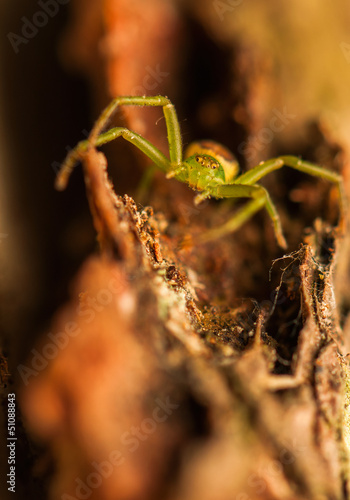 Diaea dorsata photo