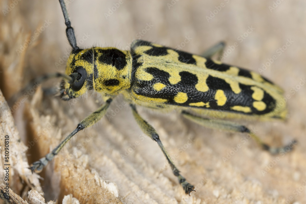Ladder-marked long horn beetle (Saperda scalaris) on wood Ladder-marked long horn beetle (Saperda scalaris) on wood