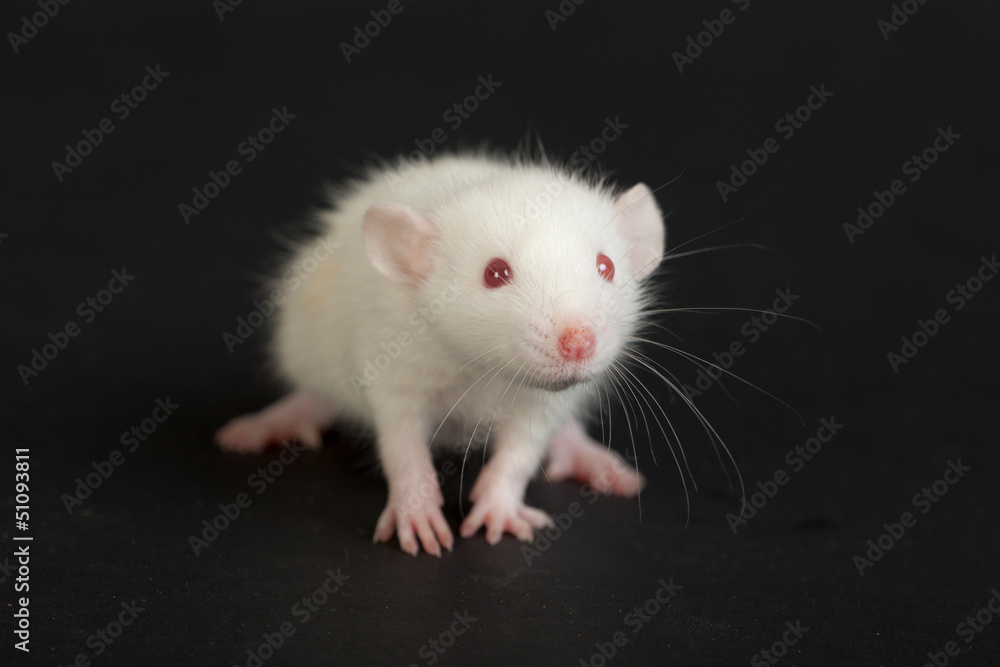 white baby rat