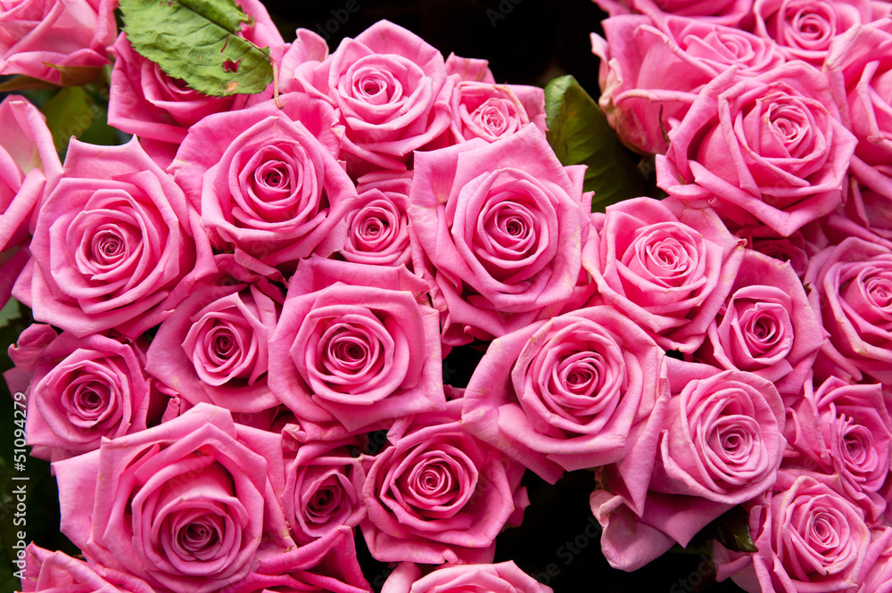 roses background roses background
