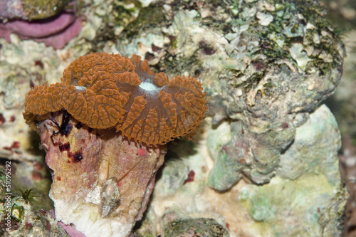 A macro shot of Blastomussa coral