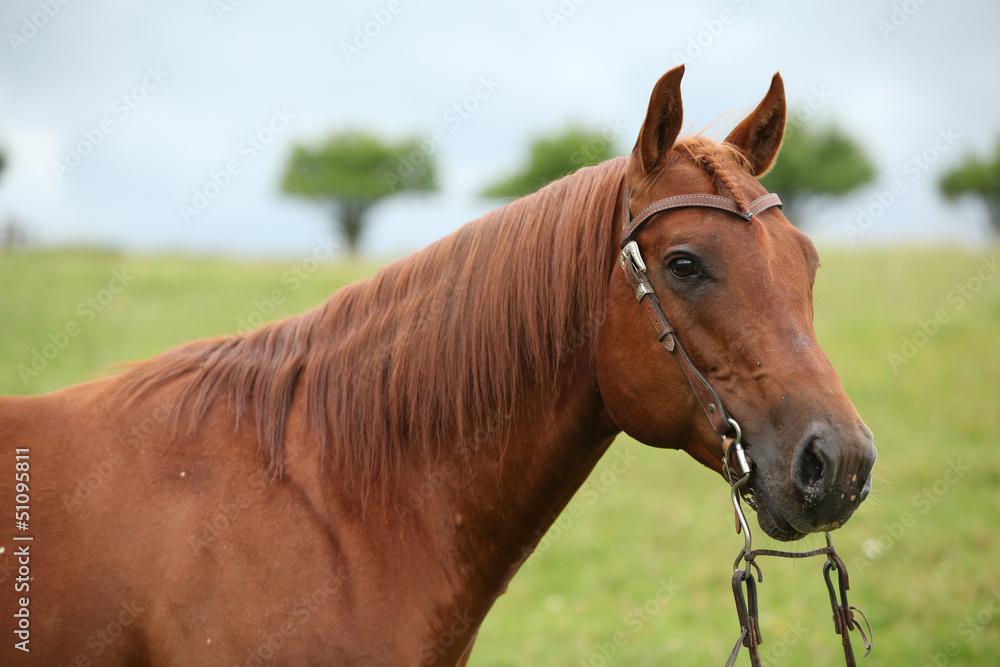 Obraz premium Nice Quarter horse stallion with western bridle