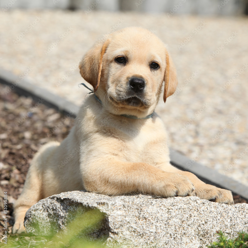 Adorable labrador retriever puppy lying on a stone Adorable labrador retriever puppy lying on a stone