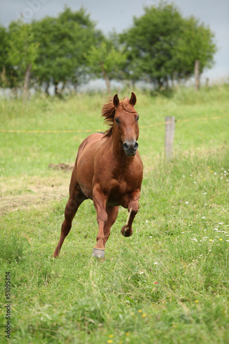 Nice Quarter horse stallion running on pasturage © Zuzana Tillerova