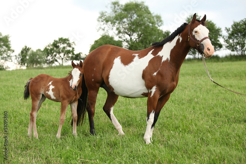Nice Paint horse mare with filly