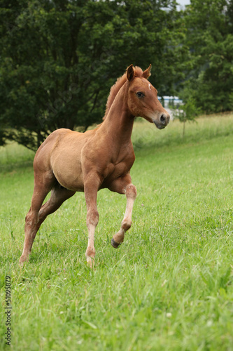 Filly of sorrel solid paint horse running