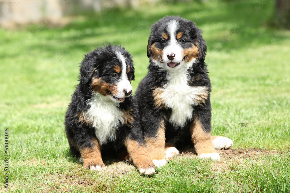 Two Bernese Mountain Dog puppies in the garden