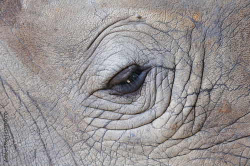 Detail of a eye great one-horned rhinoceros