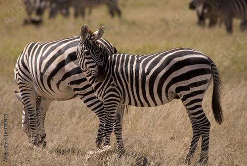 Couple of Zebra