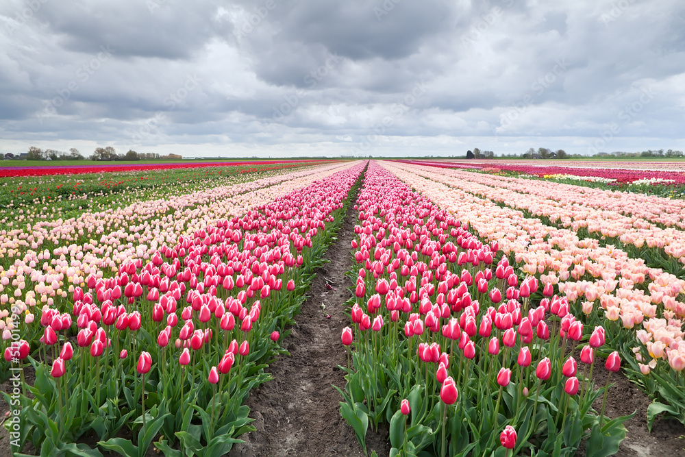 Dutch colorful tulip fields