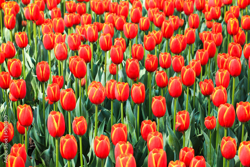 Fototapeta Naklejka Na Ścianę i Meble -  red tulips field in spring