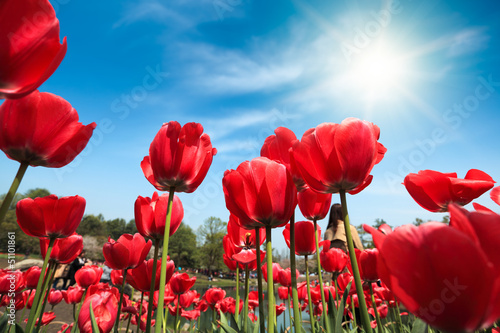 Canvas Print red tulips under blue sky