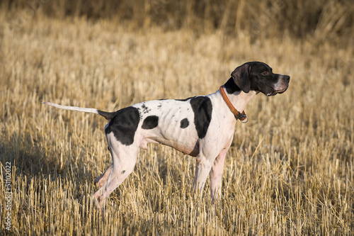 Pointer hunting
