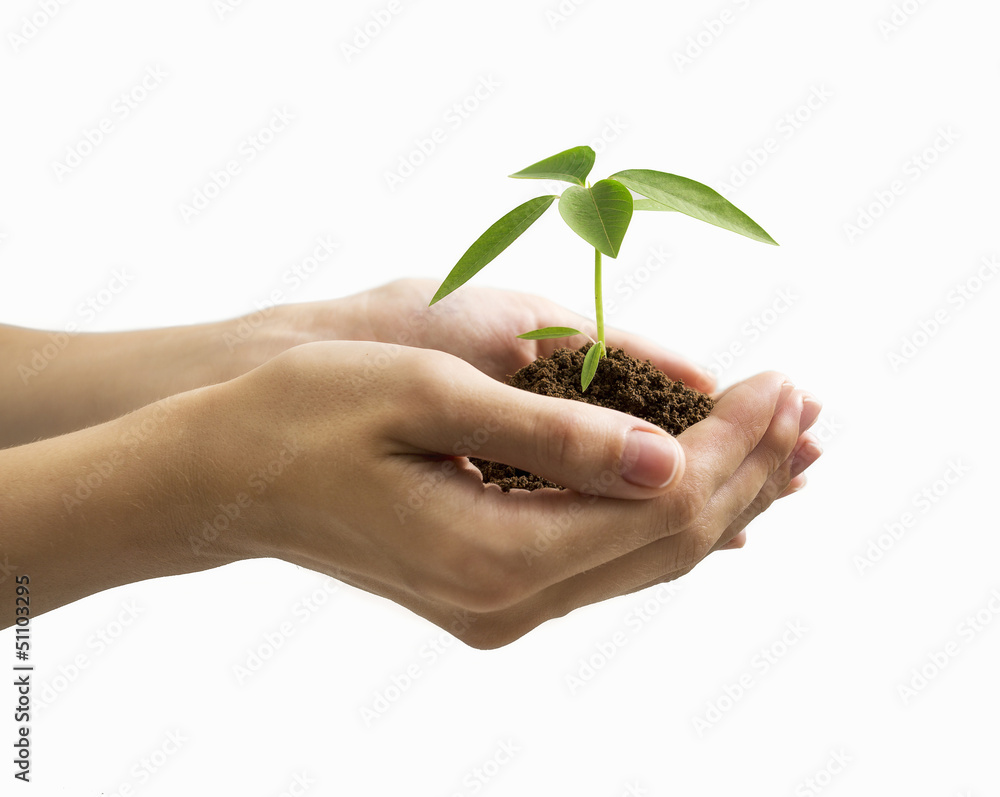 Hand and plant isolated on white background Hand and plant isolated on white background