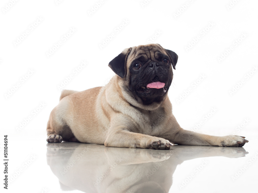 Obraz premium pug lay down