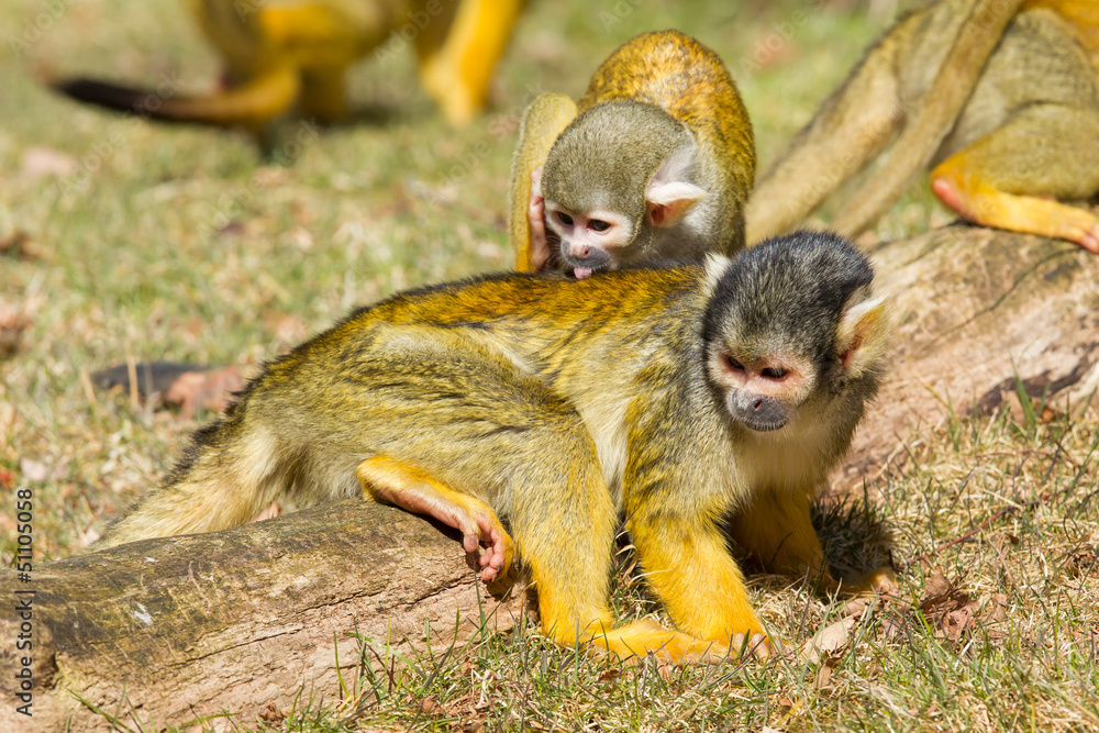 Obraz premium Squirrel Monkey washing another Squirrel Monkey