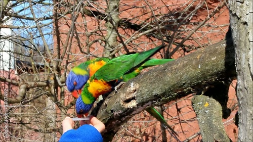 Allfarblori Rainbow Lory photo