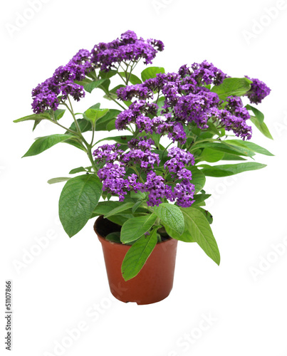 Heliotropium in a pot on white background