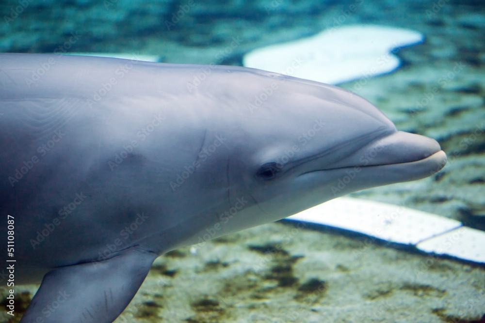 Fototapeta premium delfini