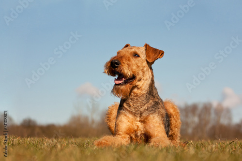 Fotografie Airedale Terrier