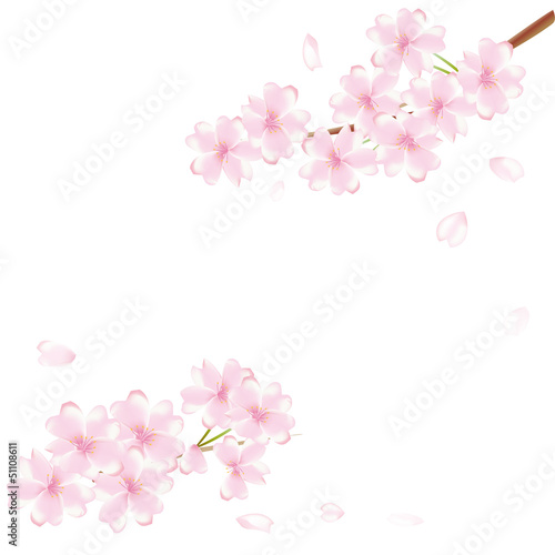 舞う桜