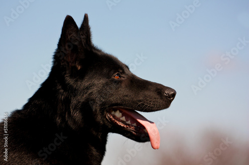 Deutscher Schäferhund, schwarz © hemlep