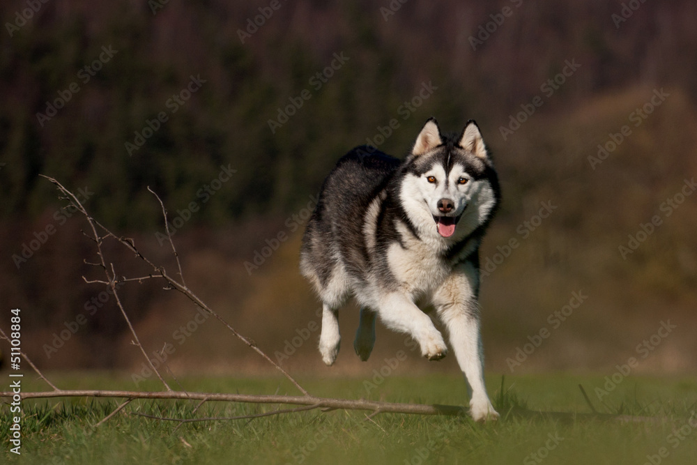 Obraz premium Siberian Husky