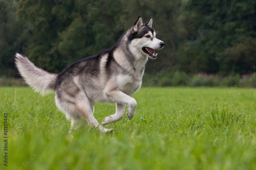 Siberian Husky Rüde Siberian Husky Rüde