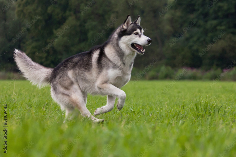 Siberian Husky Rüde