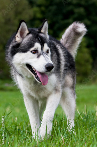 Siberian Husky Rüde