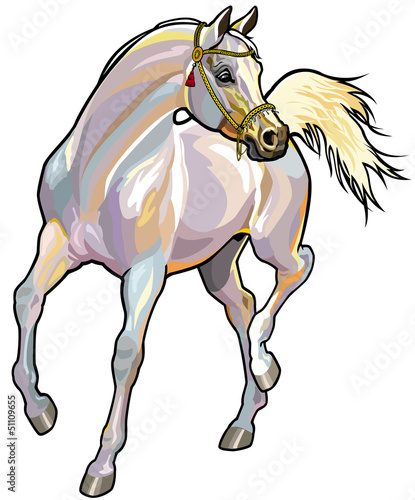 white arabian horse with bridle