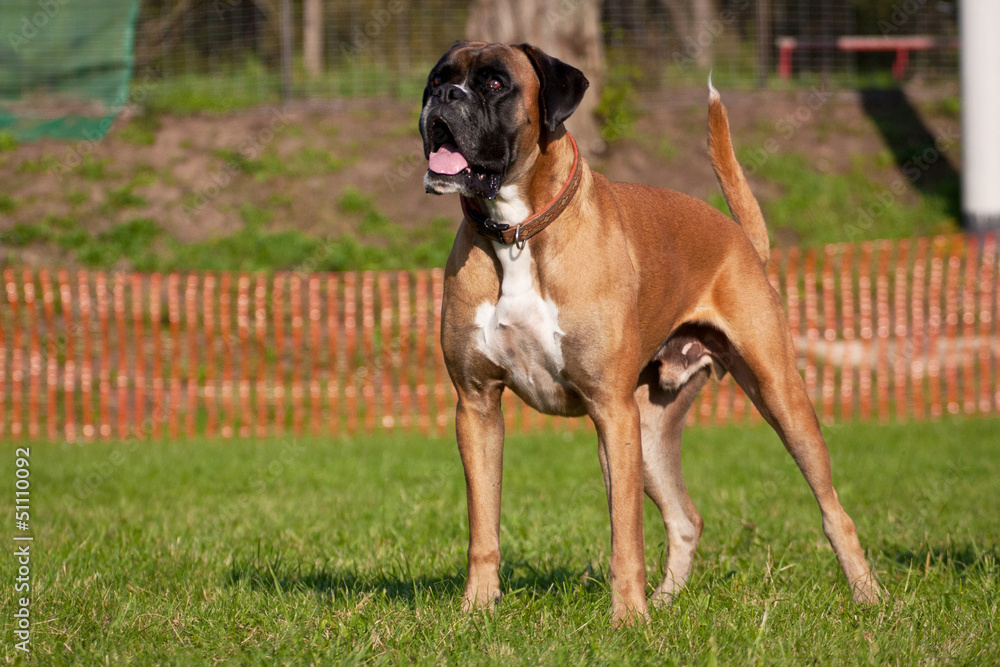 Deutscher Boxer Deutscher Boxer