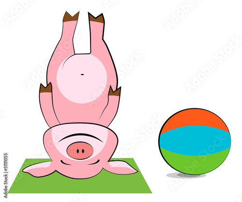 Pig exercising with a pilates ball