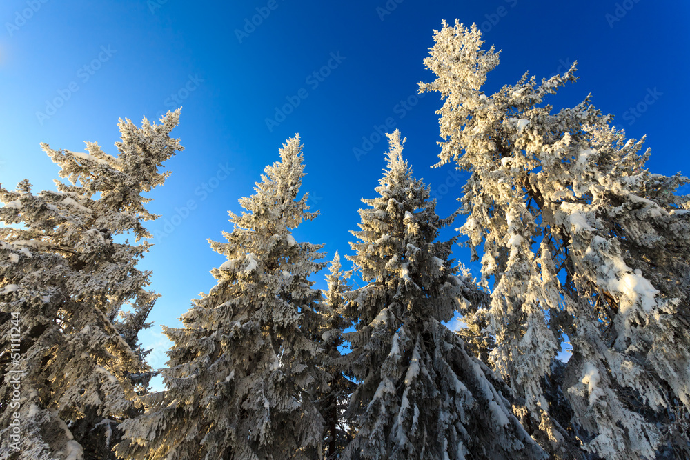 Trees covered with hoarfrost and snow in mountains Trees covered with hoarfrost and snow in mountains