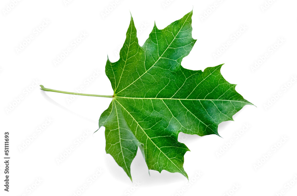 Leaf maple green Leaf maple green
