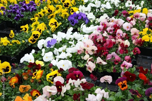 flowers with petals multicolor for sale in a greenhouse of a flo