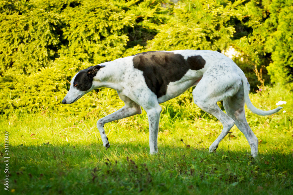 Greyhound, schwarz-weiß