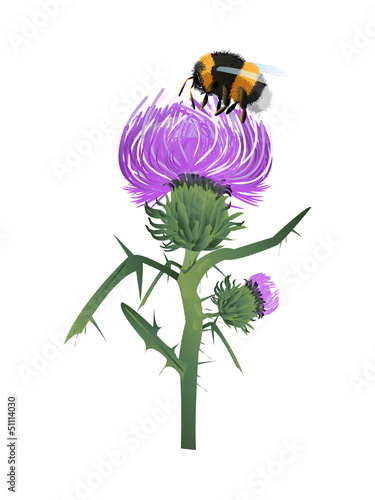 Thistle