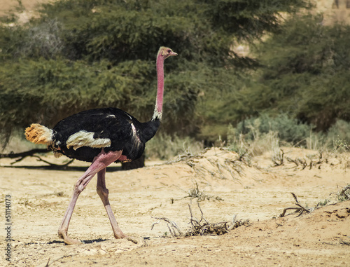 Male of African ostrich (Struthio camelus) in Hai Bar